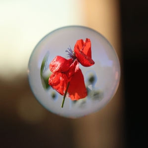 Glücksmomente - Seifenblasen - Mohnblüten im Garten